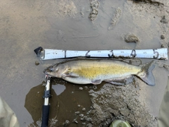 ナマズの釣果