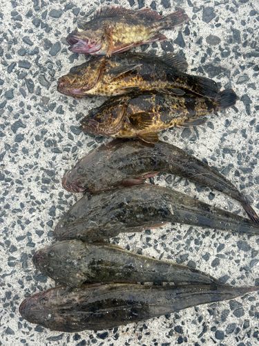 ベッコウゾイの釣果