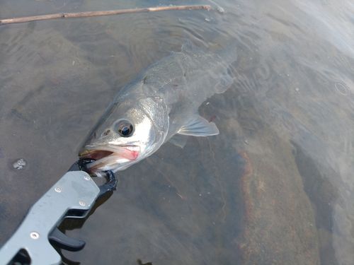 セイゴ（マルスズキ）の釣果