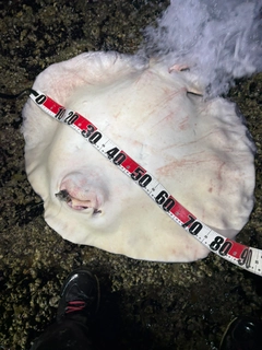マダラエイの釣果