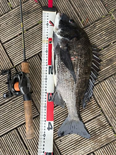 クロダイの釣果