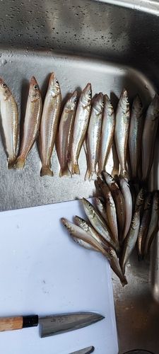 シロギスの釣果