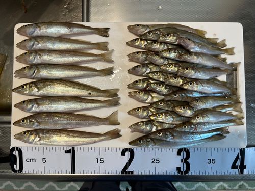 キスの釣果