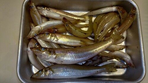 キスの釣果