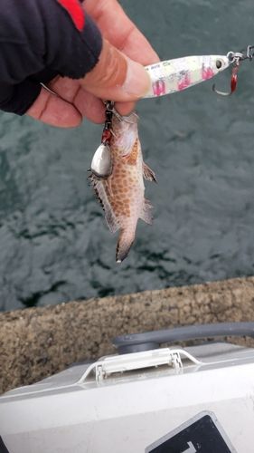 オオモンハタの釣果
