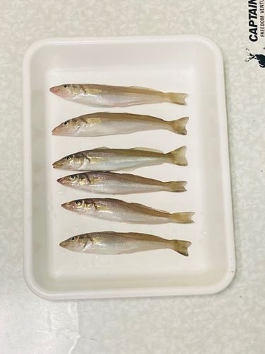 キスの釣果
