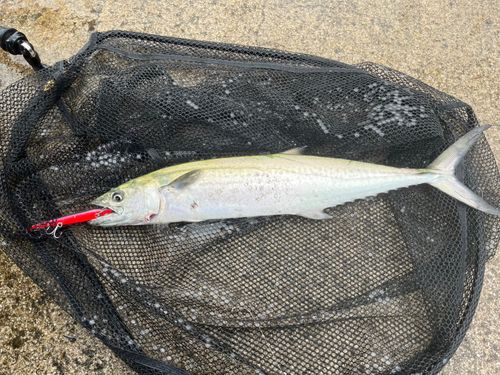 サゴシの釣果