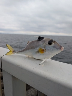 ギマの釣果