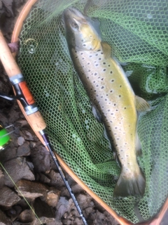ブラウントラウトの釣果