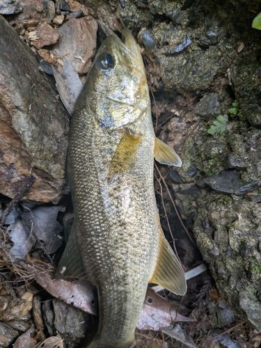 ブラックバスの釣果
