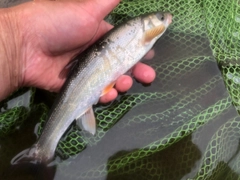 ウグイの釣果