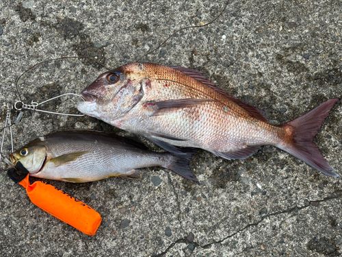 イサキの釣果