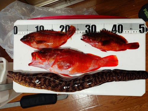 ウツボの釣果