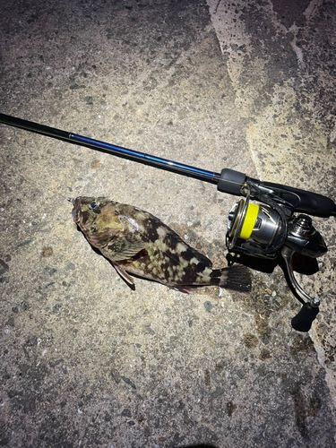 ガシラの釣果