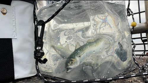 サバの釣果