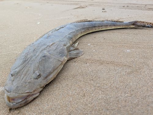 マゴチの釣果