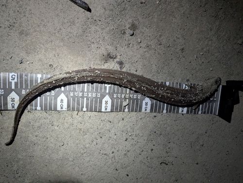 マアナゴの釣果
