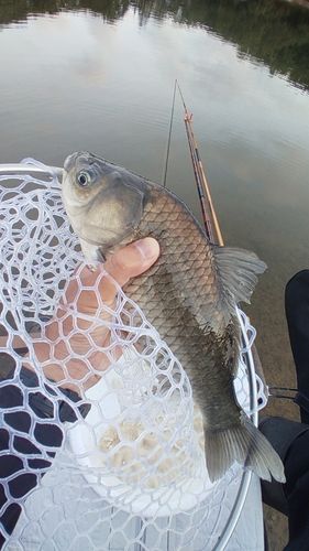 ヘラブナの釣果