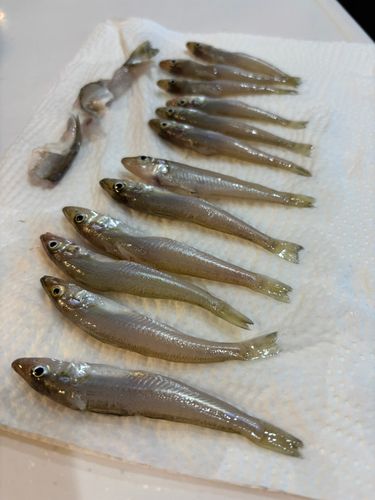キスの釣果