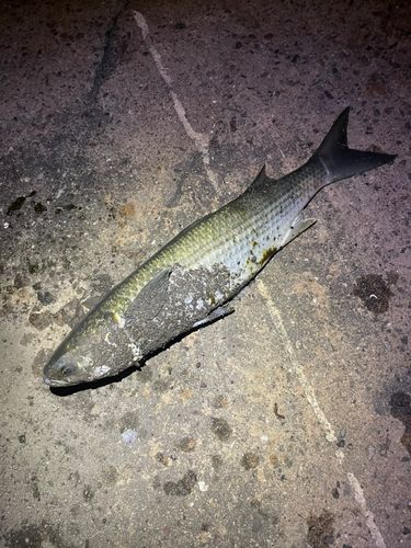 ボラの釣果