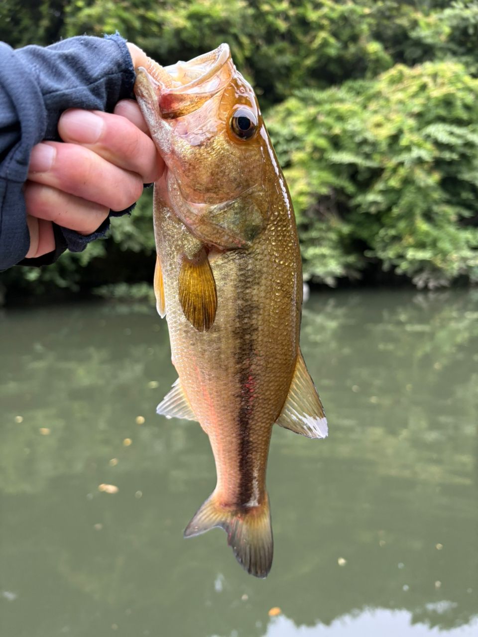 DAIWA 19ブラックレーベル SG 671L/ML+FBの最安値・インプレ・釣果