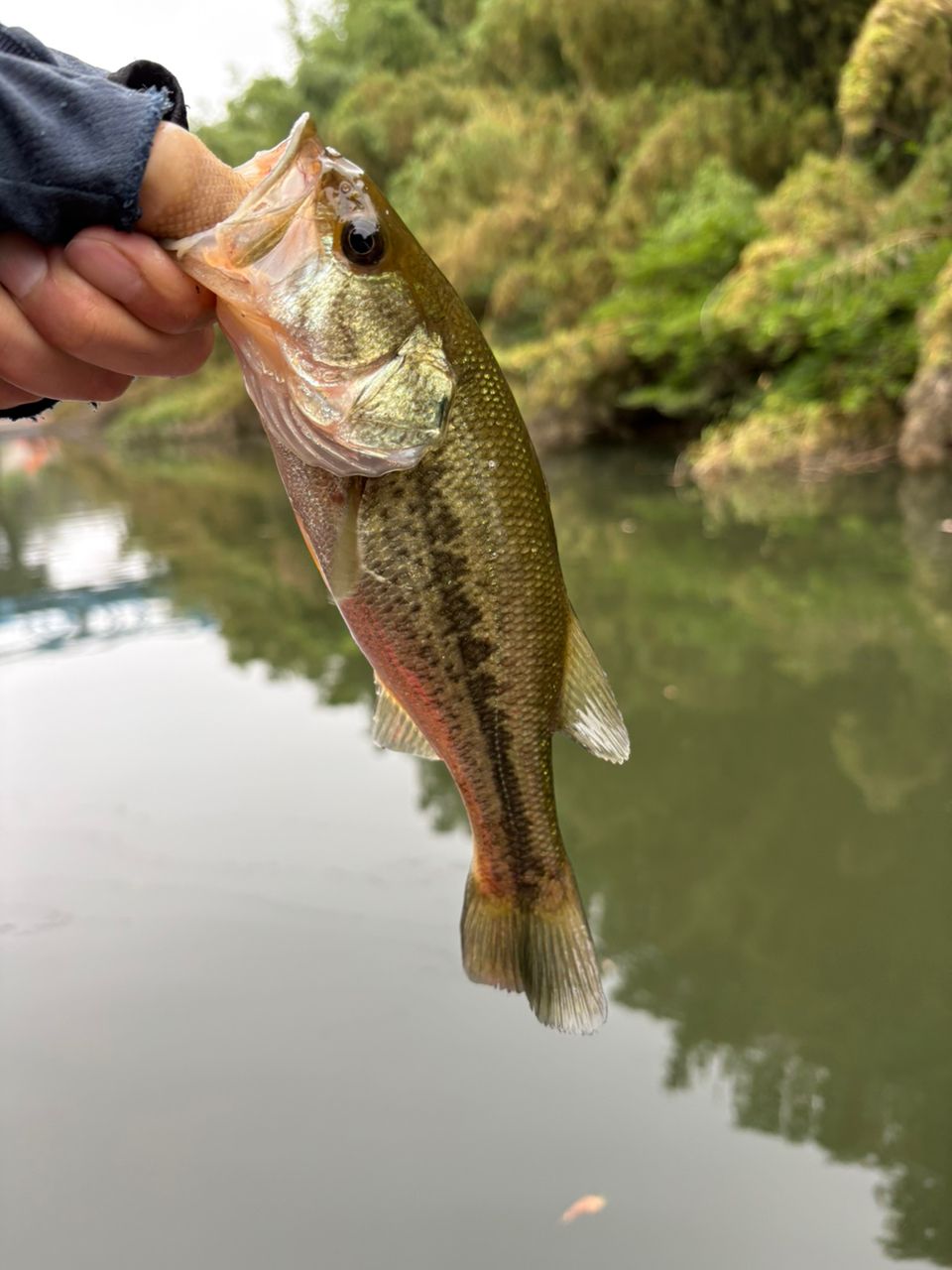 DAIWA 19ブラックレーベル SG 671L/ML+FBの最安値・インプレ・釣果