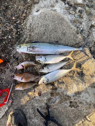 サゴシの釣果