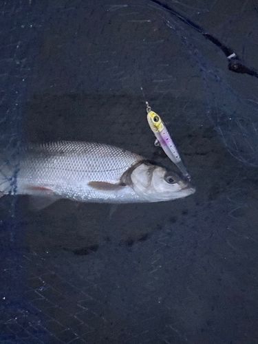 マルタウグイの釣果