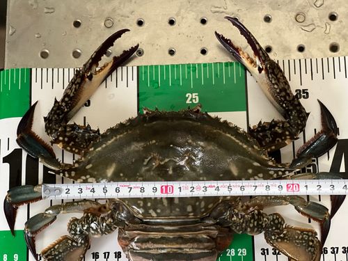 ワタリガニの釣果