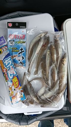 キスの釣果