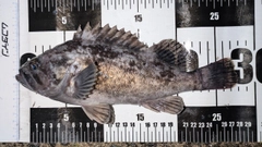 クロソイの釣果