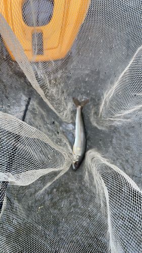 アユの釣果