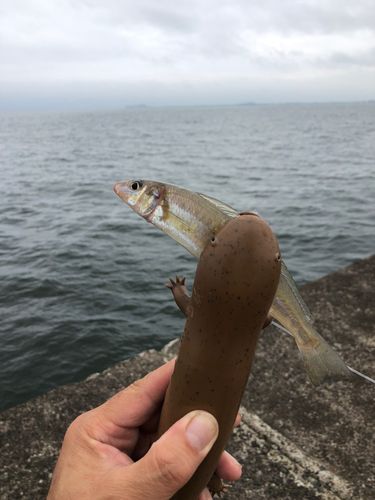 キスの釣果