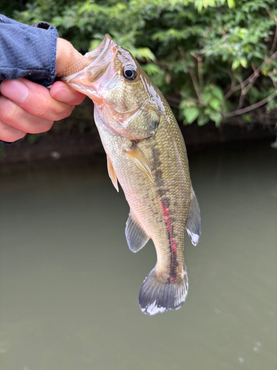 DAIWA 19ブラックレーベル SG 671L/ML+FBの最安値・インプレ・釣果