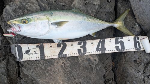 ワラサの釣果