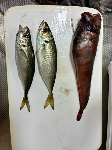 マアナゴの釣果
