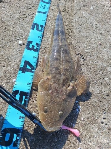 マゴチの釣果