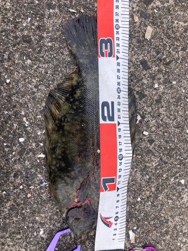 カレイの釣果