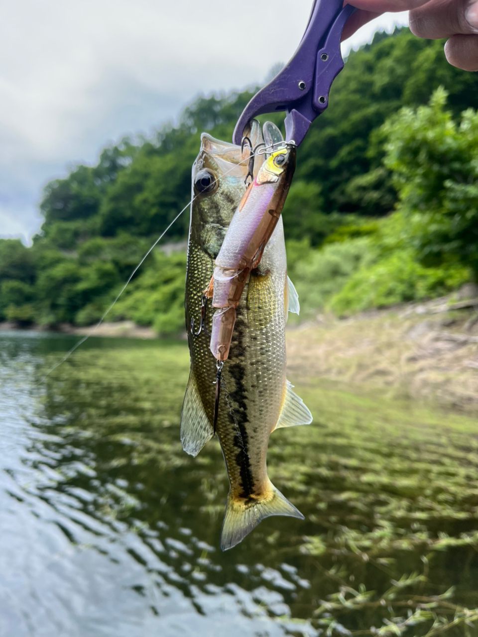 DAIWA ブレイゾン 2021年モデルの最安値・インプレ・釣果 | 本音の