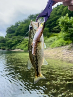 ブラックバスの釣果
