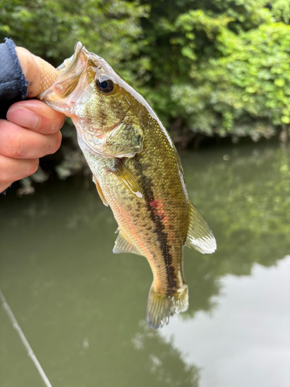 DAIWA 19ブラックレーベル SG 671L/ML+FBの最安値・インプレ・釣果