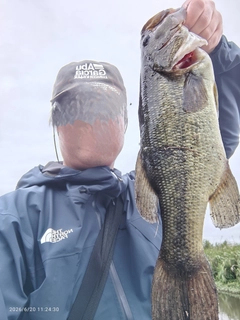 ブラックバスの釣果