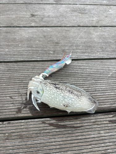 シリヤケイカの釣果
