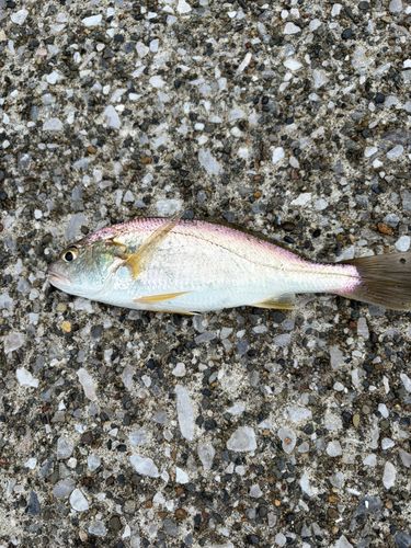 イシモチの釣果