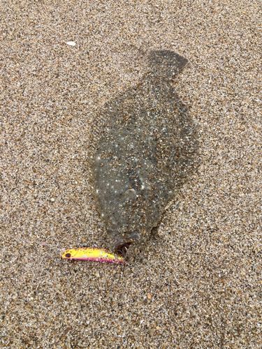 ソゲの釣果