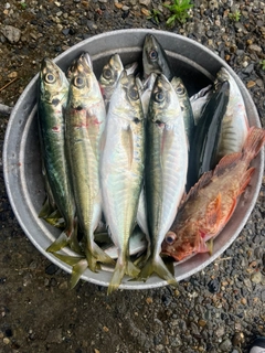 マルアジの釣果