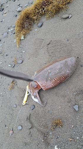 モンゴウイカの釣果