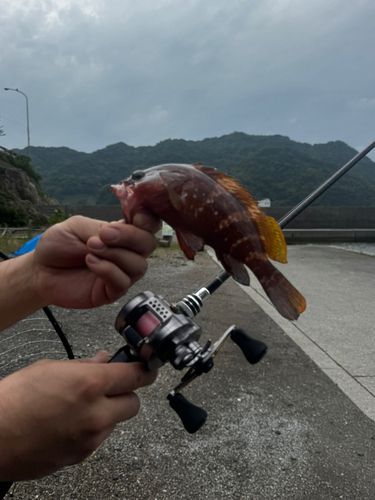 オオモンハタの釣果
