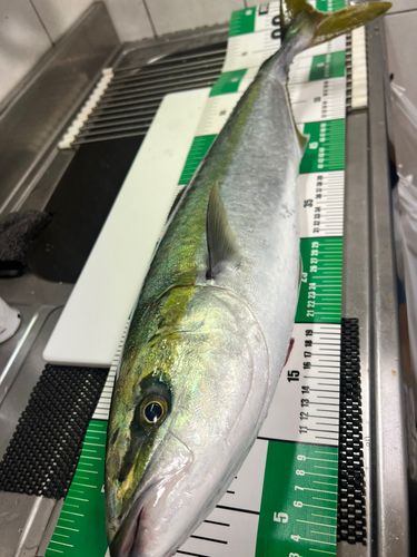 ワラサの釣果