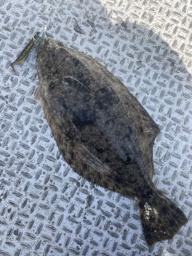 ヒラメの釣果